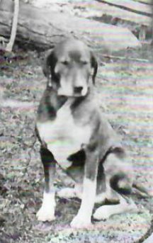 Hermans Hund
